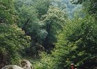1995-Vinca 064