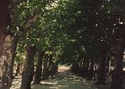 1995-Vinca 093